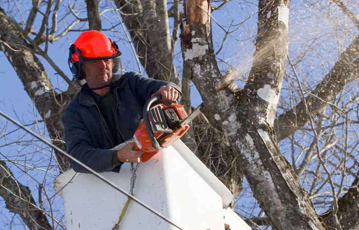 A man in a bucket truck cutting a tree