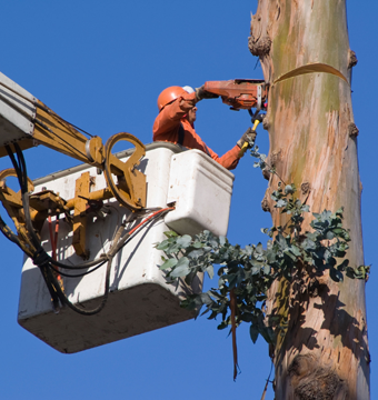 A man riding a trucks bucket cutting a tree