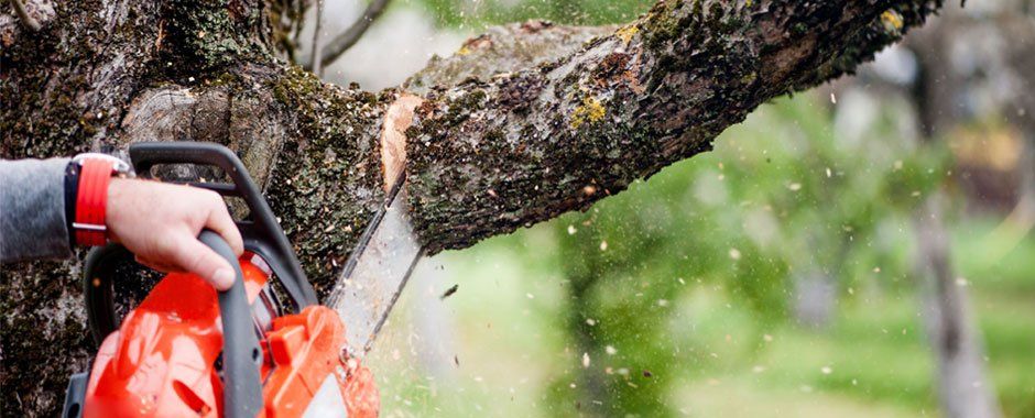 Cutting trees using an electrical chainsaw