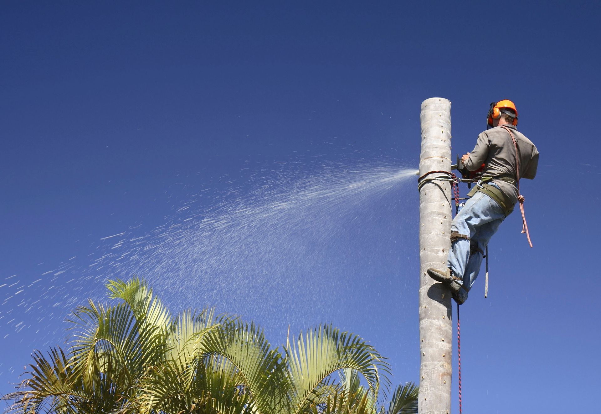 tree trimming service
