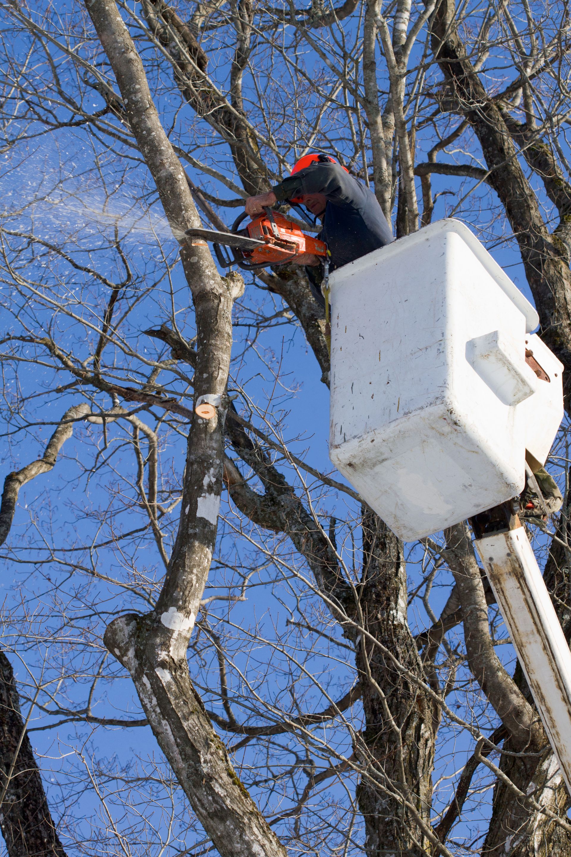 tree trimming service