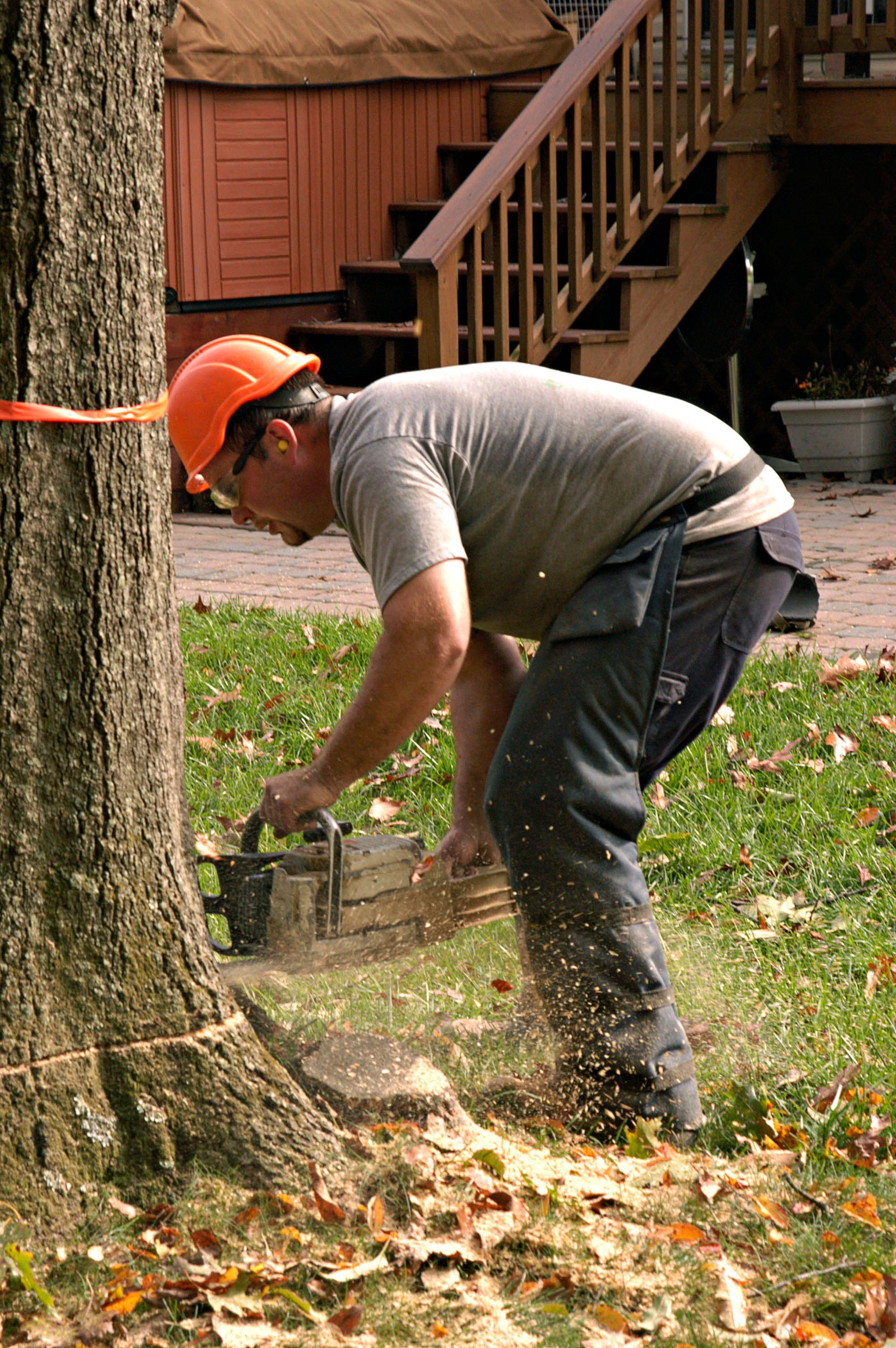  tree removal company 
