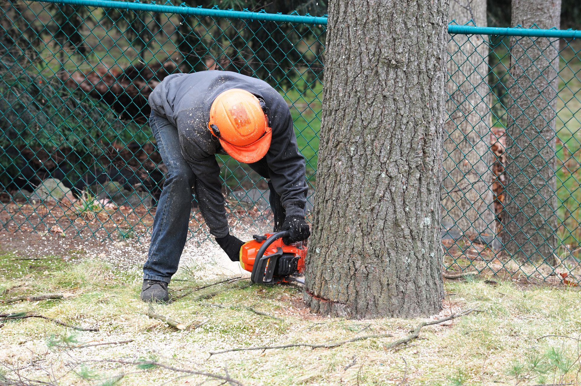 tree removal
