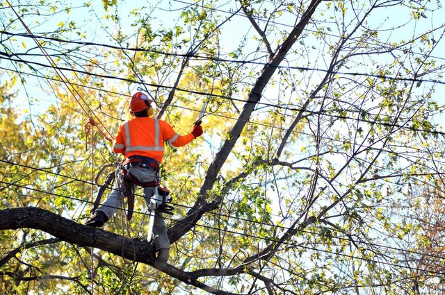 Residential Tree Services Alhambra thumbnail