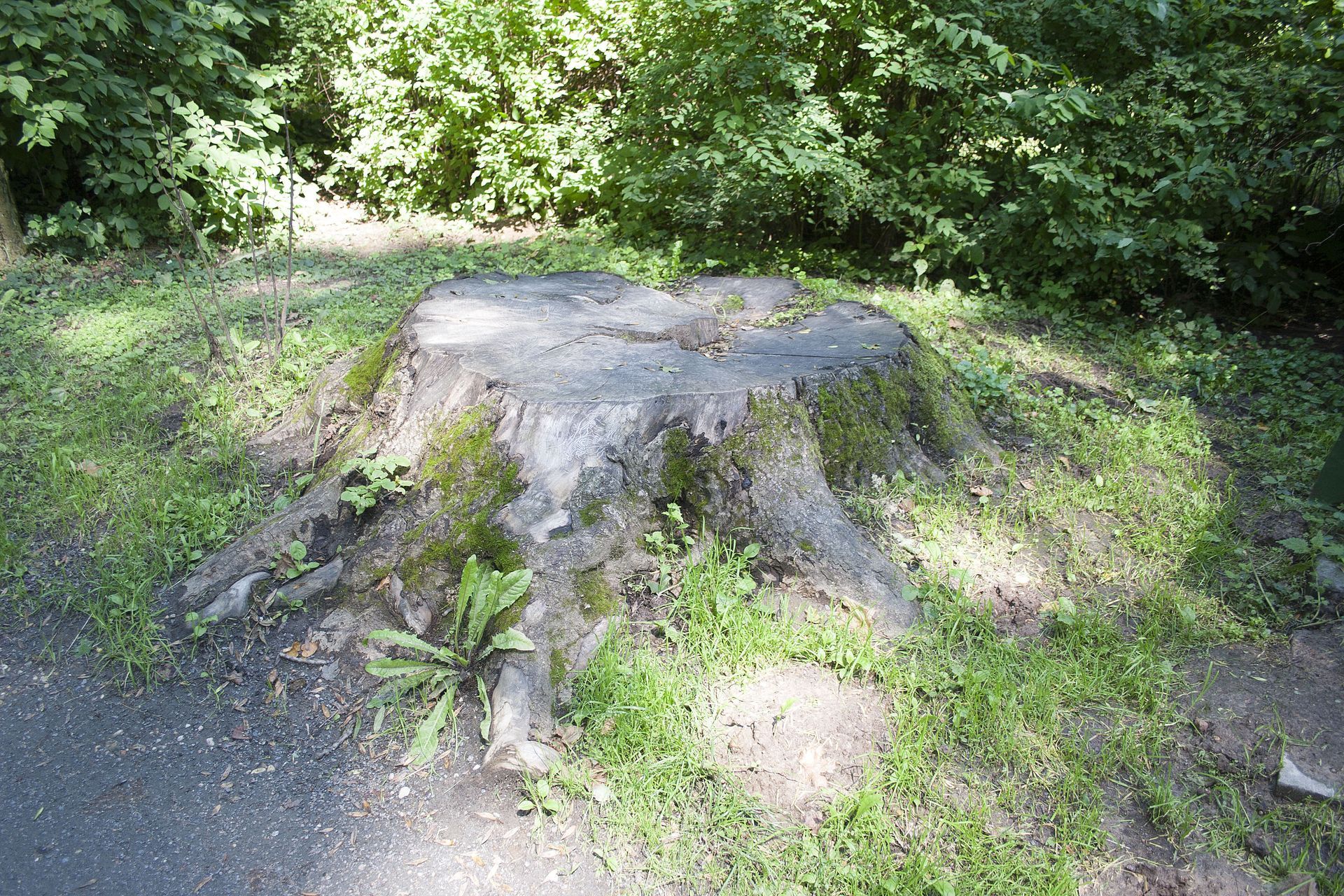 tree root removal