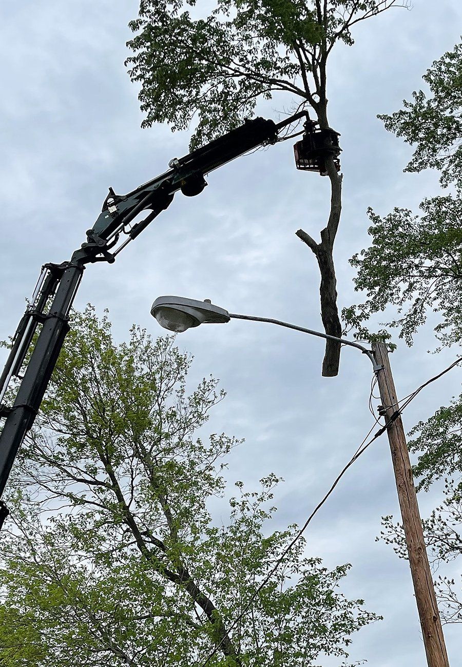 tree removal using a crane