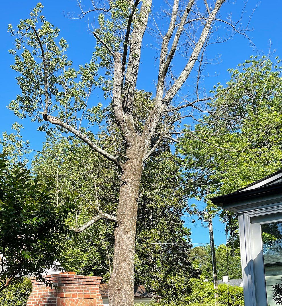 tree removal on a property