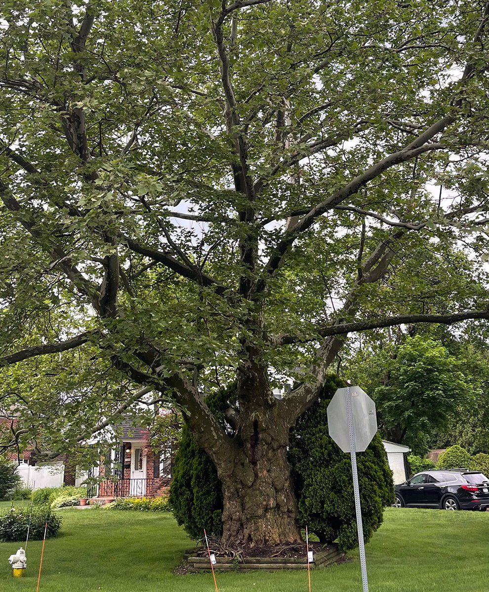a huge tree in the neighborhood