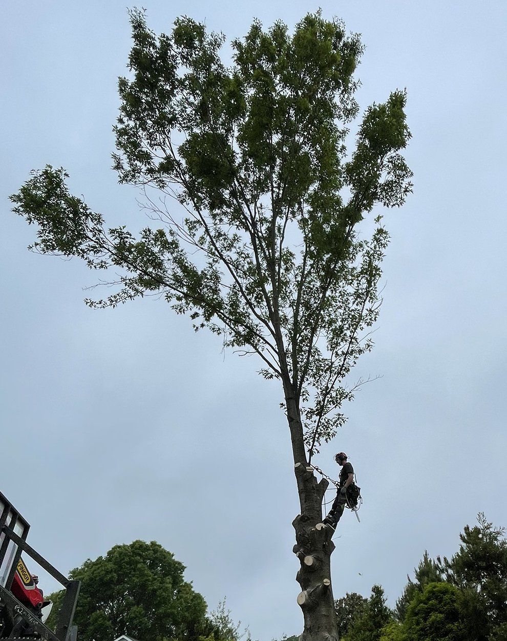tree trimming service greensboro nc