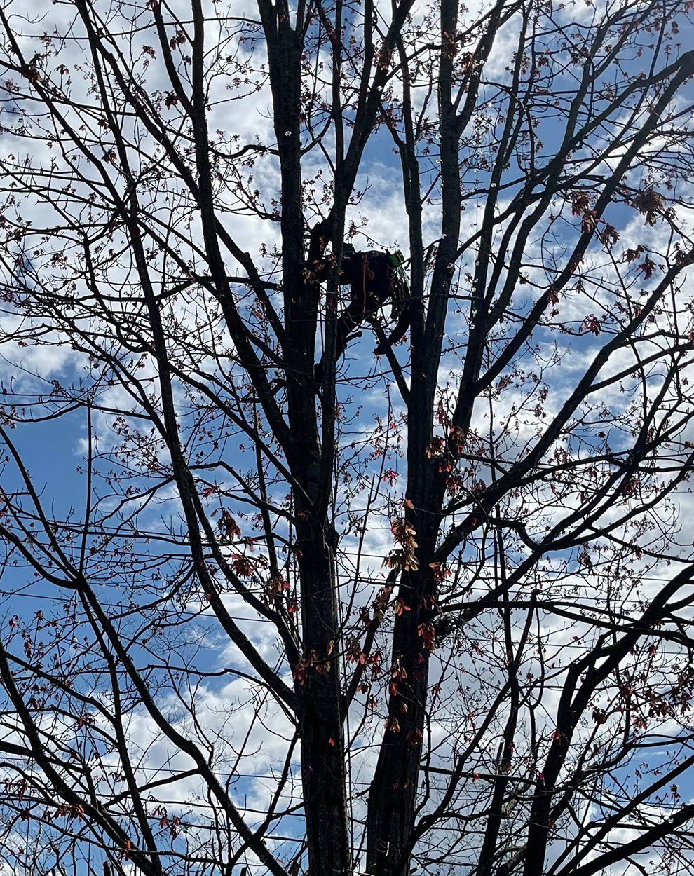 tree trimming service high point nc