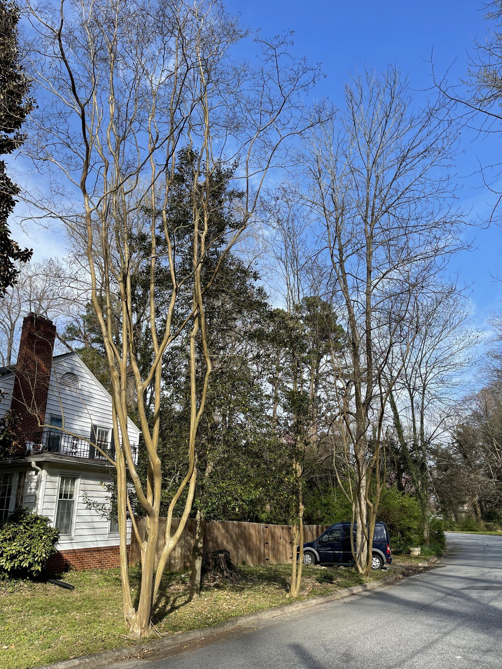 Street lined with trees