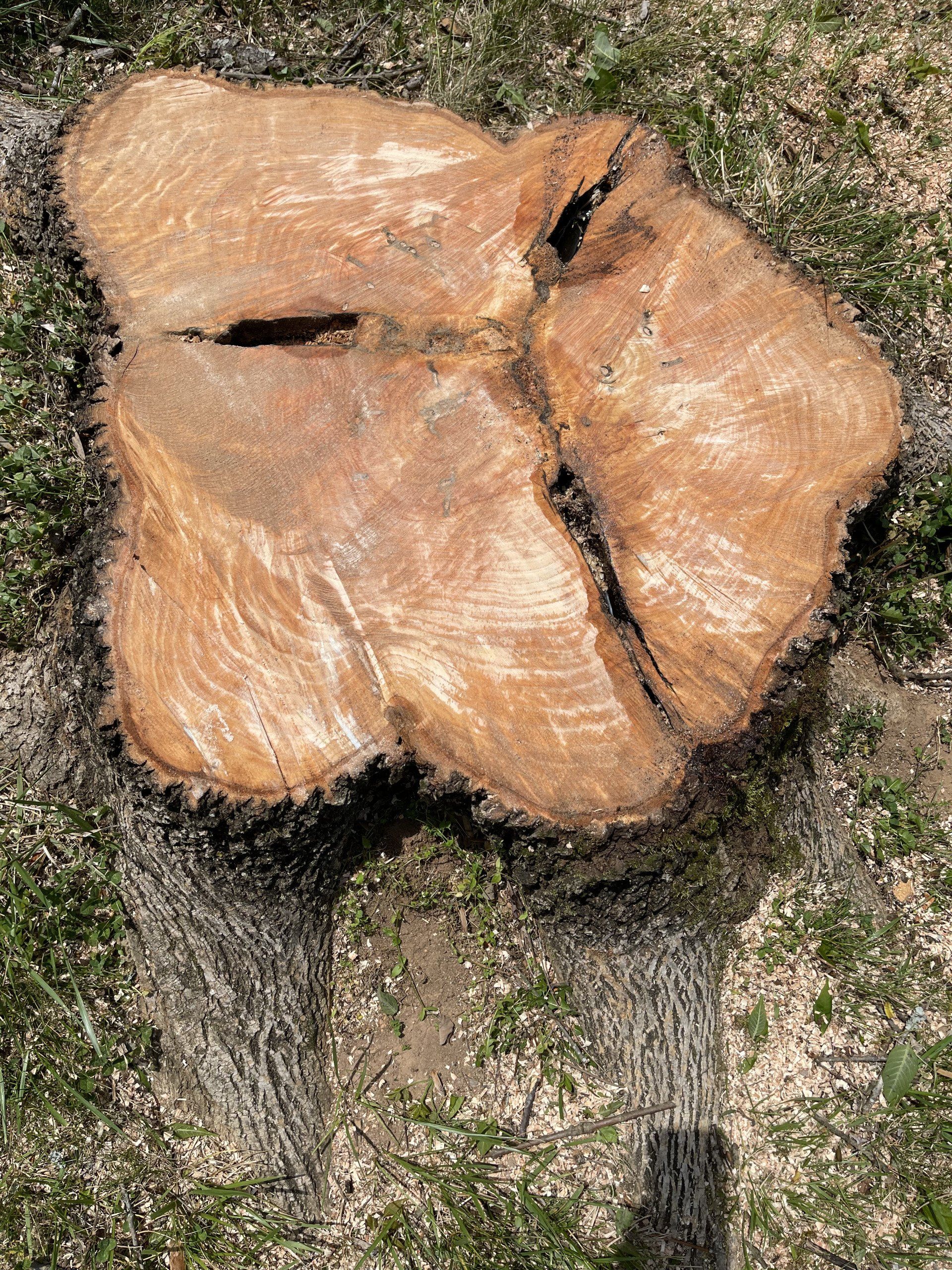 Tree stump