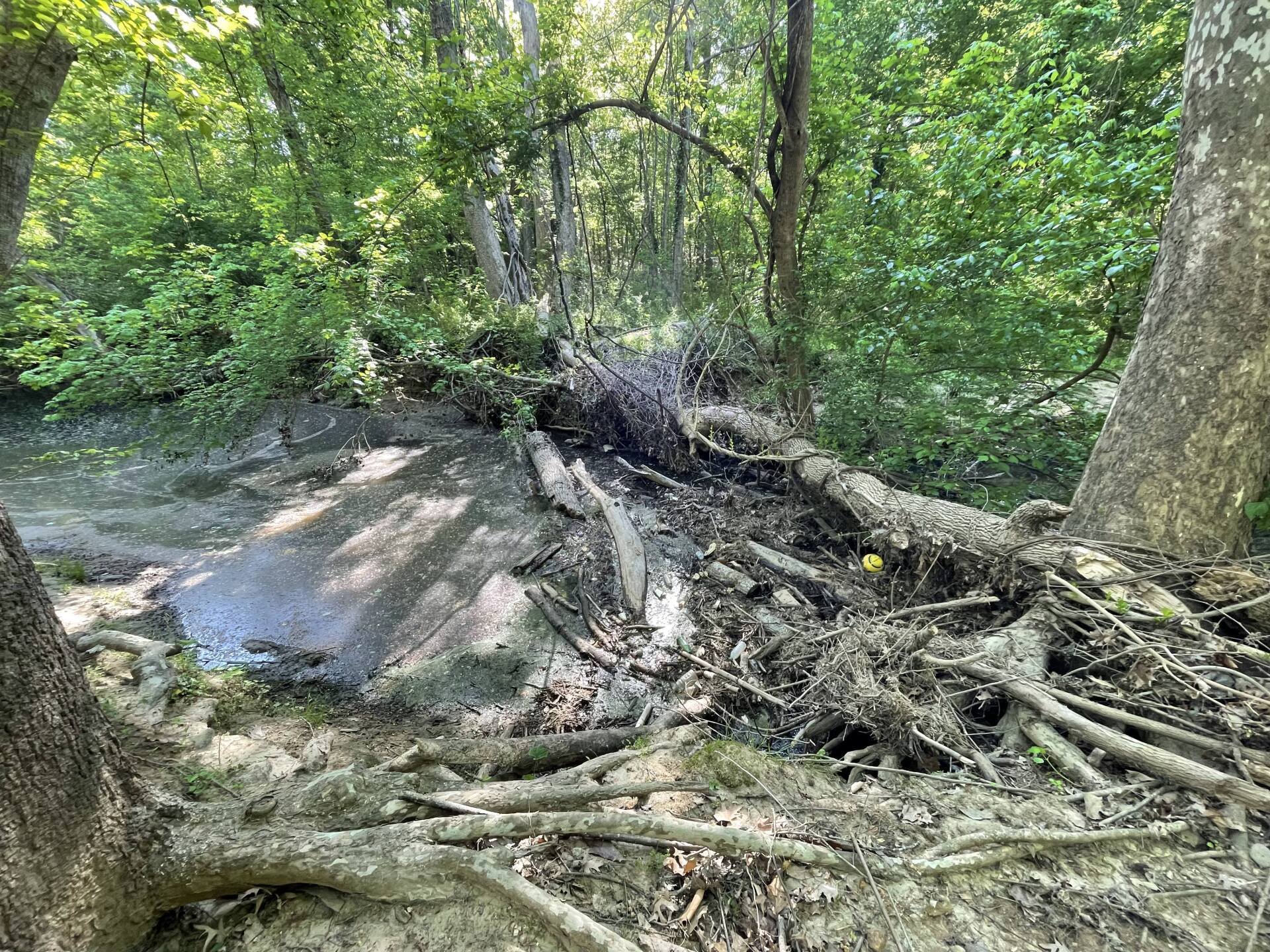 Visible roots of the tree