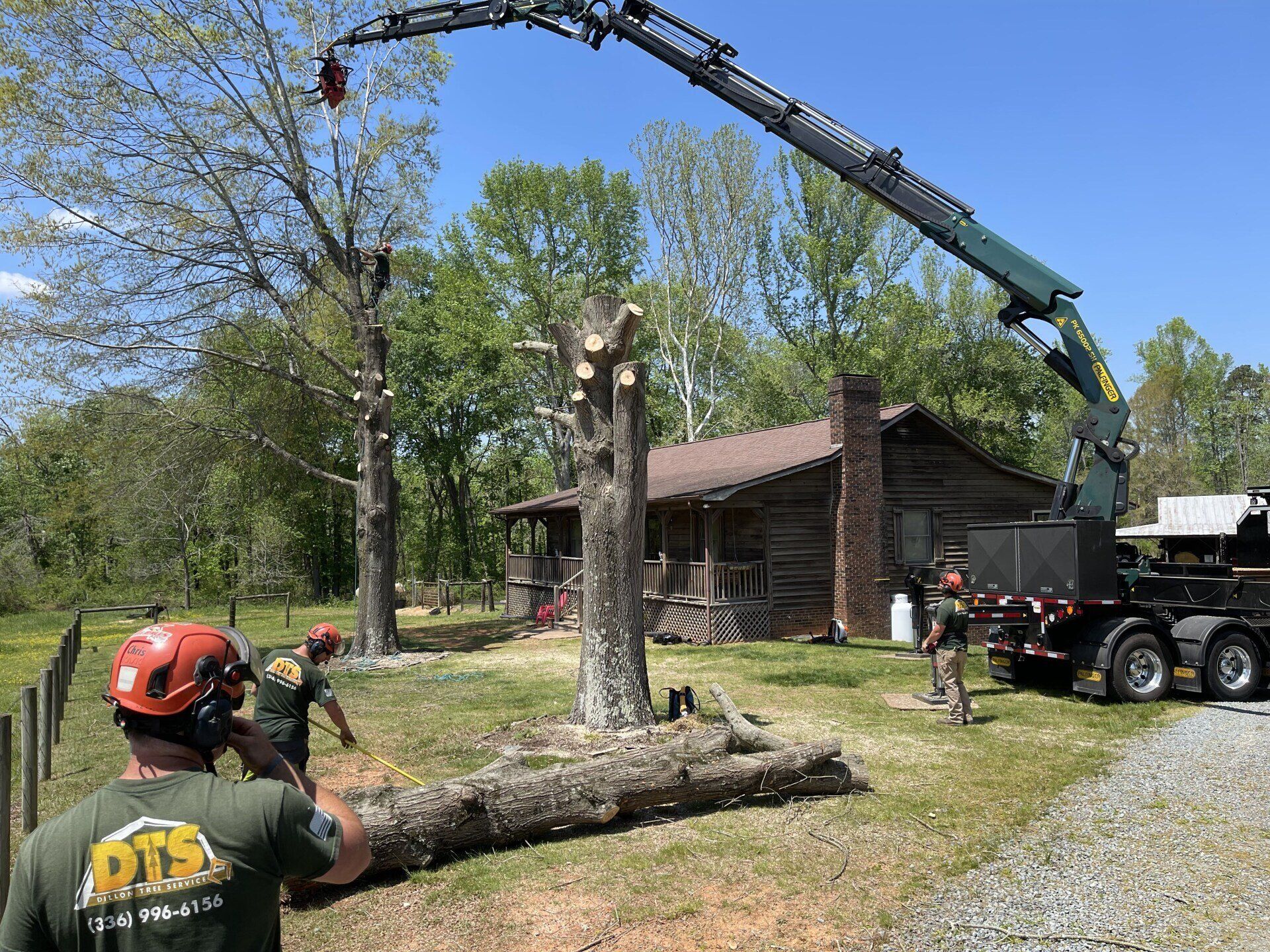 Arborists working on tree removal