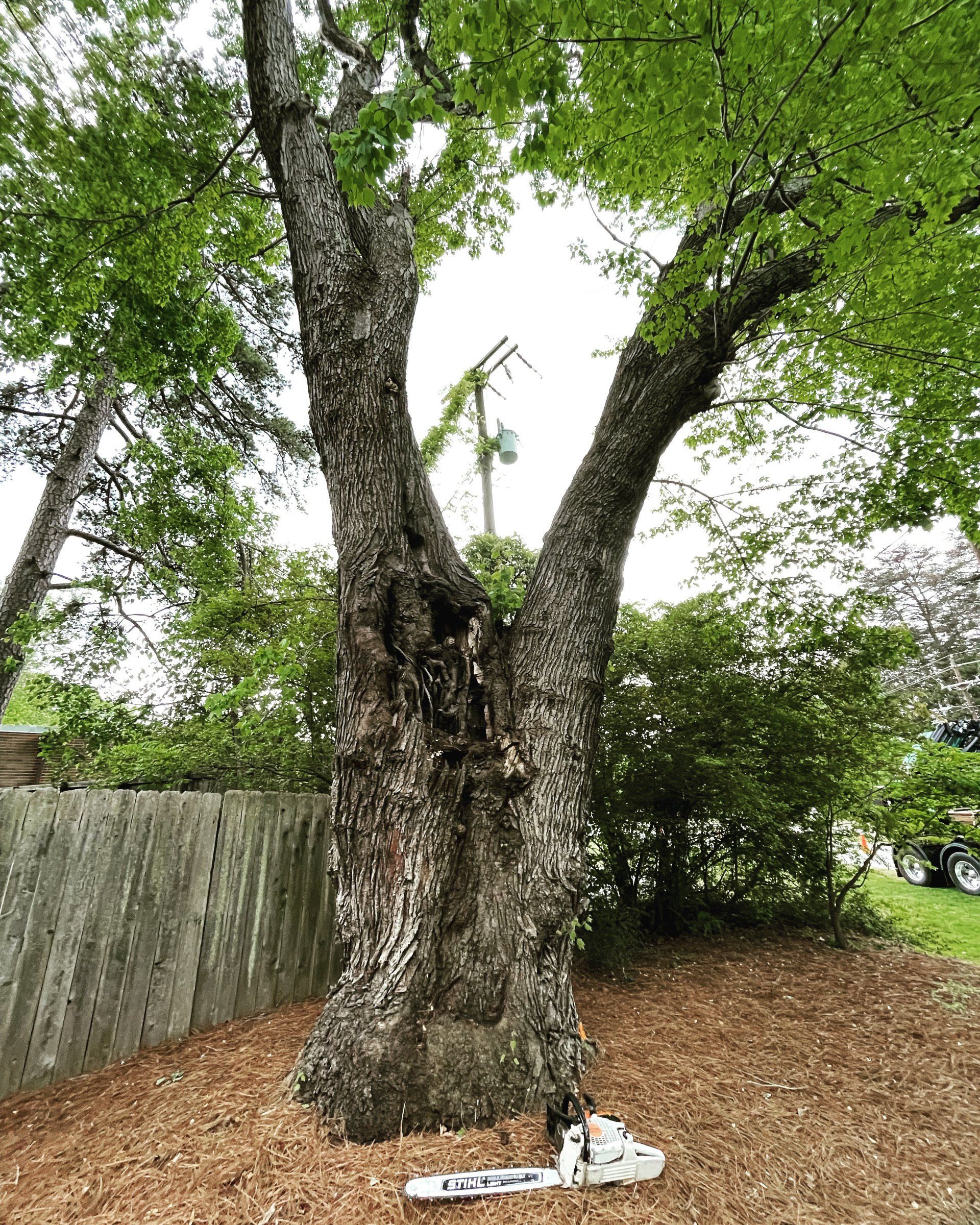 Huge tree with a chainsaw on the ground