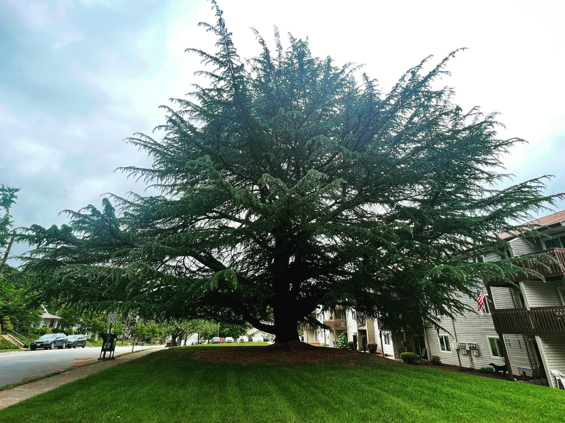 Huge tree with healthy leaves