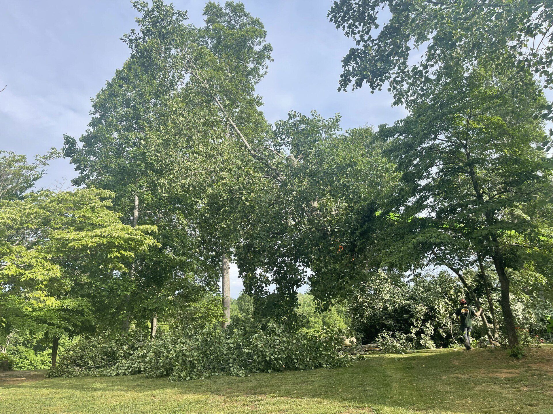 Tall and healthy trees