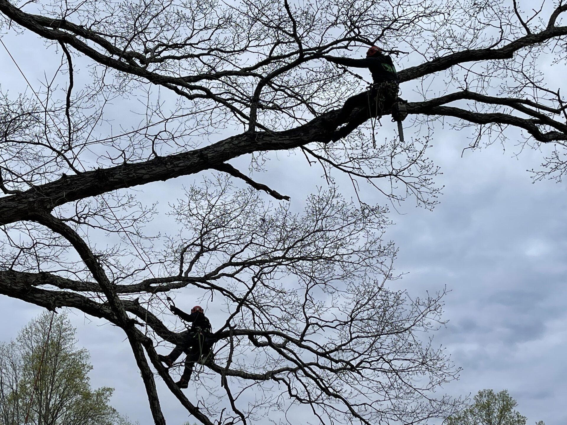 Professional arborists on the tree