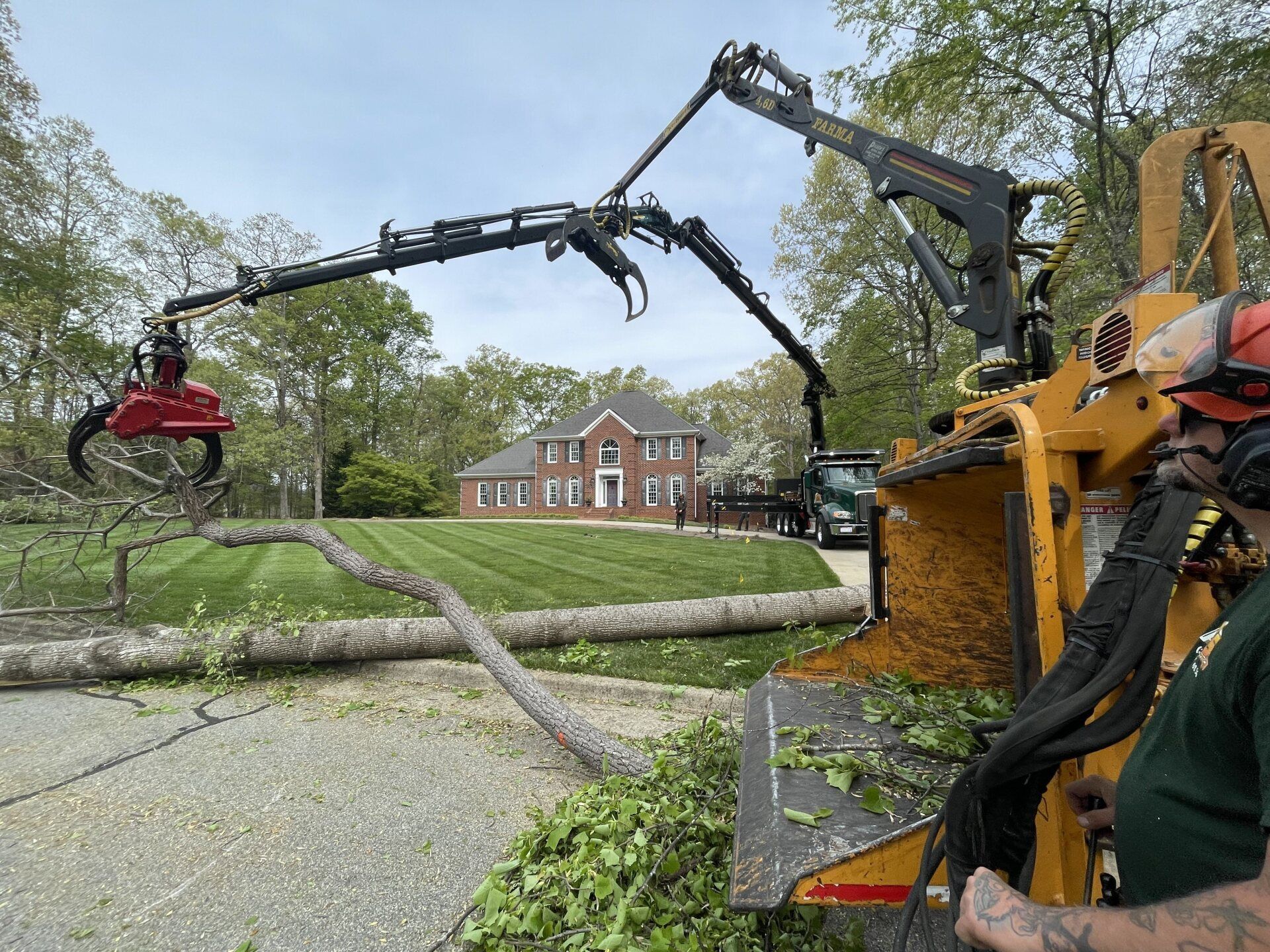 Tree removal