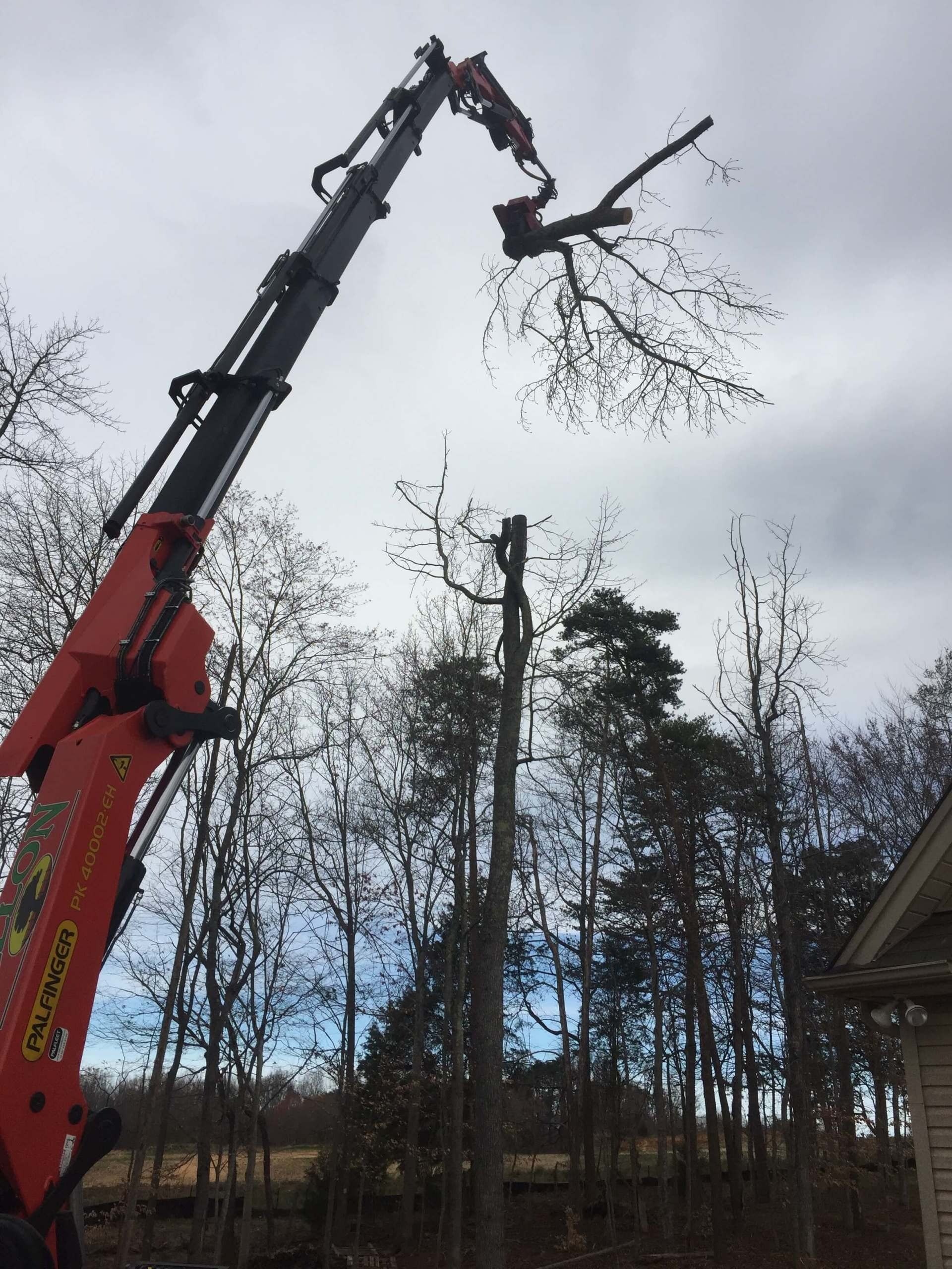 Tree trimming