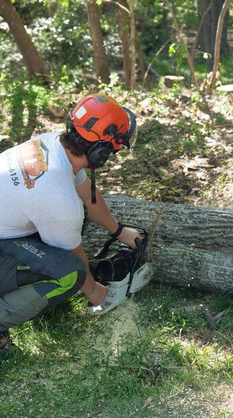 Professional tree remover