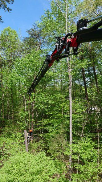 tree company high point nc