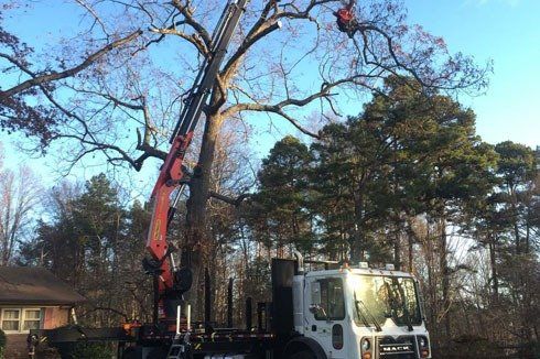 Tree removal
