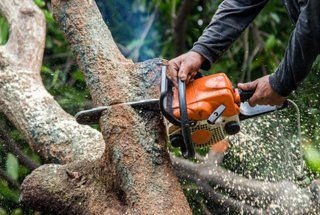 using chainsaw in cutting tree