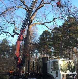 tree removal service greensboro nc