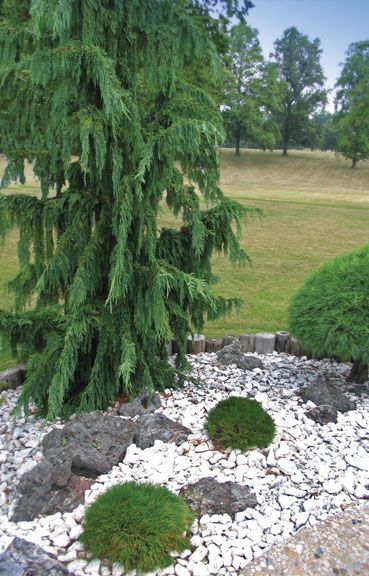 A tall, weeping evergreen stands next to smaller, rounded shrubs and dark rocks in a garden bed covered in white gravel.