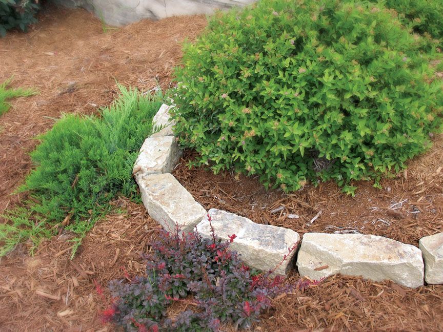A curved stone border separating a mulch bed with a large green shrub, a small purple plant, and a coniferous groundcover.