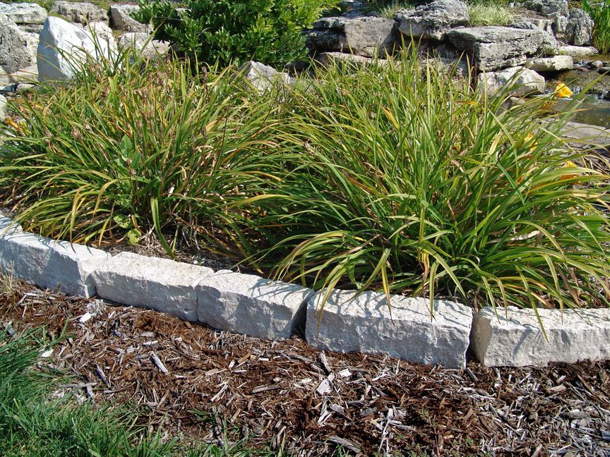 Two grassy green plant mounds framed by a row of light gray rectangular stone edging over dark brown mulch.
