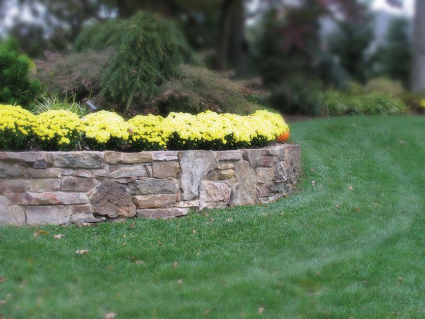 A curved stone retaining wall topped with vibrant yellow mums in a landscaped garden, surrounded by a green grass lawn.