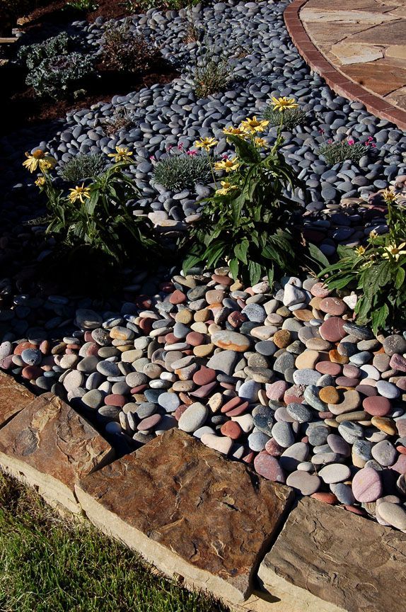 A garden bed with colorful river rocks, three yellow-flowering plants, and a dark stone border against a paved patio.