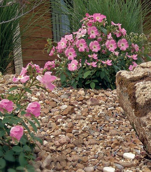 A cluster of pink roses grows amidst a landscaped garden bed with gravel mulch and a large, textured stone.