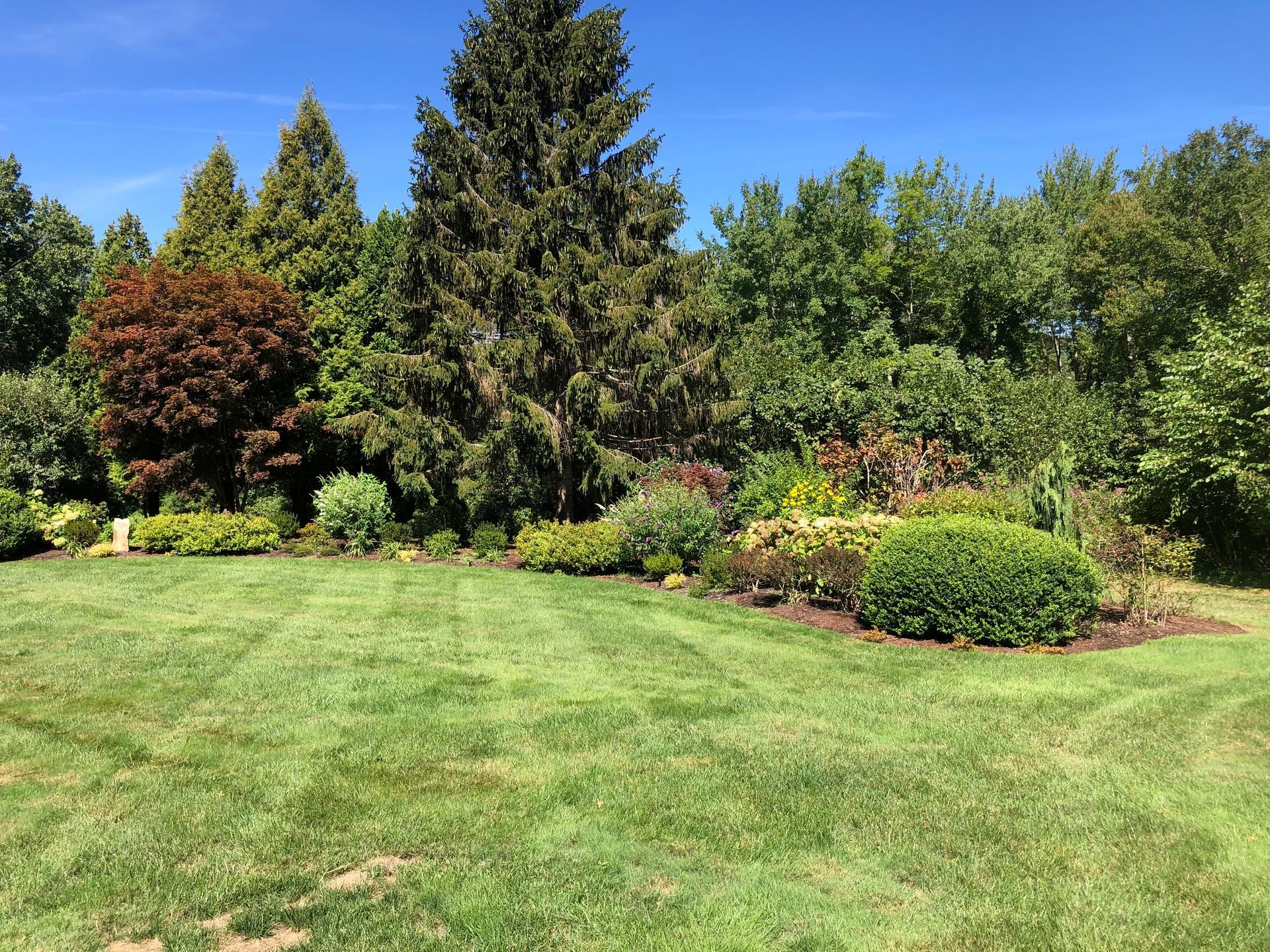 A mowed lawn in the foreground leads to a dense tree line with evergreens and a red-leafed tree under a bright blue sky.