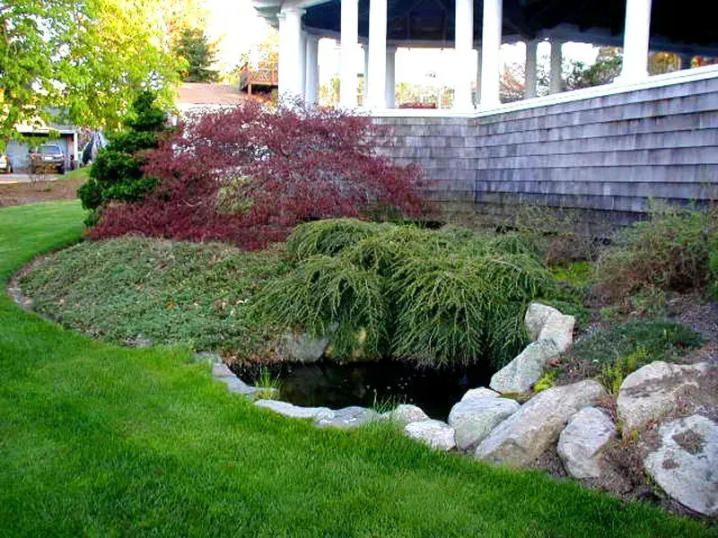A small pond framed by rocks, surrounded by a red-leafed Japanese maple, green groundcover, and a house with wood siding.