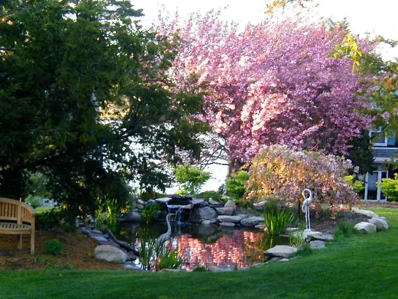 A small pond with a stone waterfall, a heron statue, and vibrant pink flowering trees in a lush green backyard.