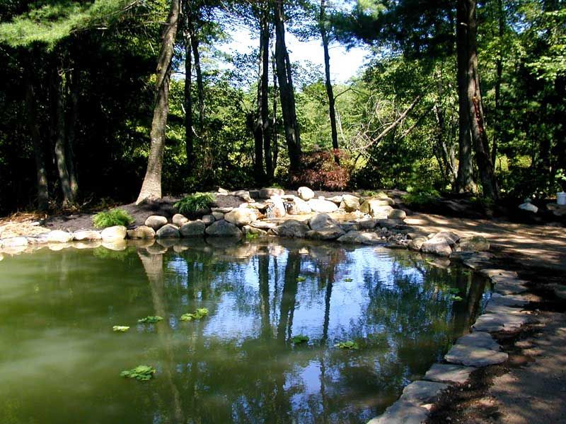 A tranquil pond with murky, reflective water, edged by stones and surrounded by a dense, sunlit forest.