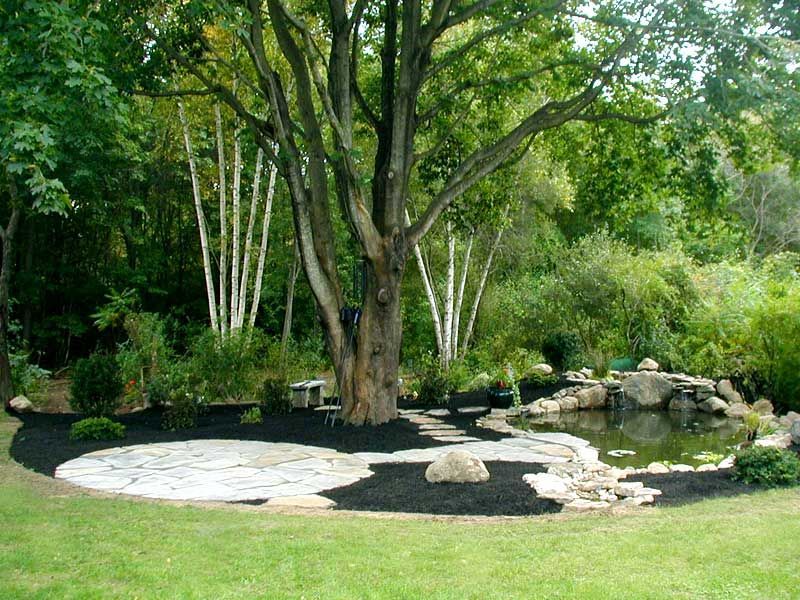 A backyard landscape features a large tree, a stone patio, a small pond with rocks, and a white birch grove.
