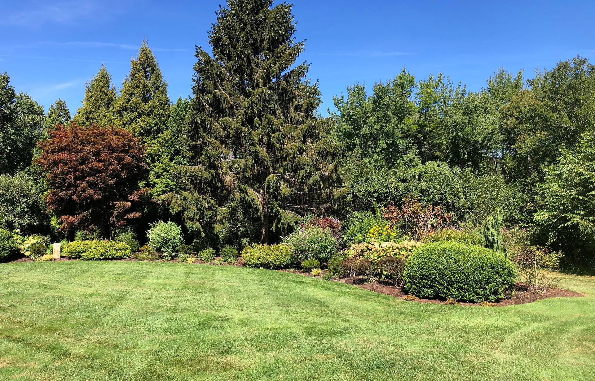 A person wearing a safety harness and red cap climbs a tree, surrounded by lush green foliage.