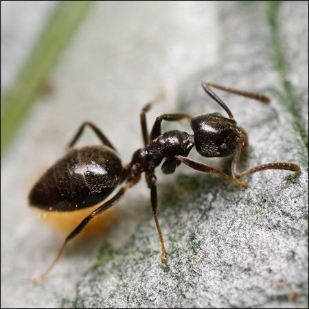 odorous house ant