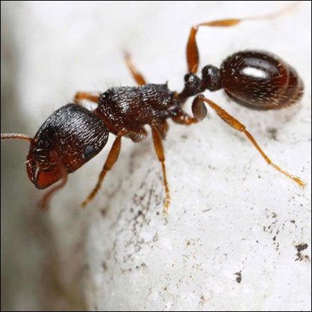 pavement ant