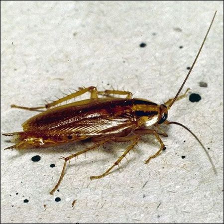 german cockroach