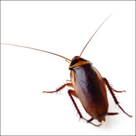 pennsylvania wood cockroach