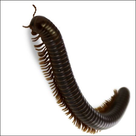 millipede