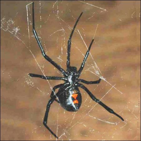 black widow spider