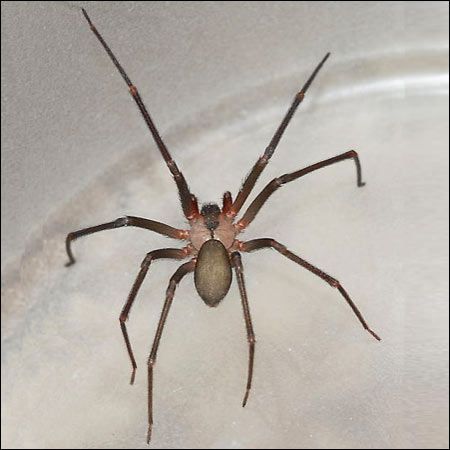 brown recluse spider