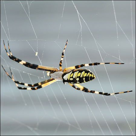 garden spider