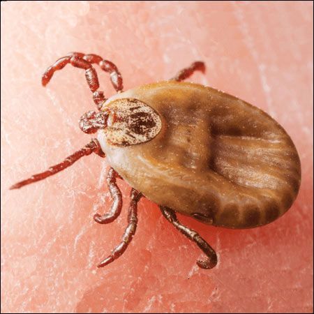 brown dog tick